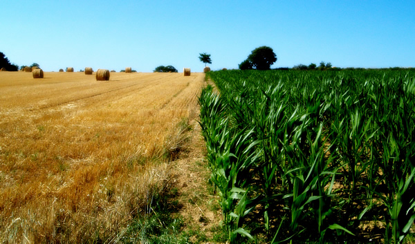 Censo Agrario 2020