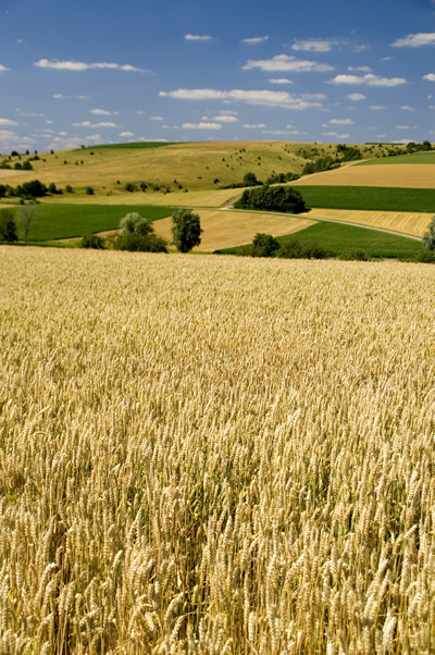 Foto del campo